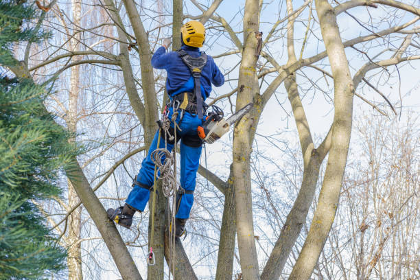 Best Emergency Tree Removal  in Stuart, VA