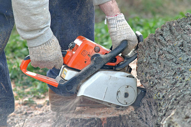 Best Tree Preservation Services  in Stuart, VA