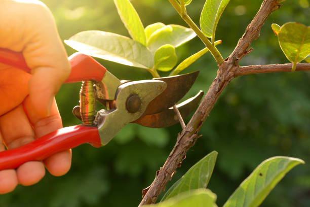 Best Tree Mulching  in Stuart, VA